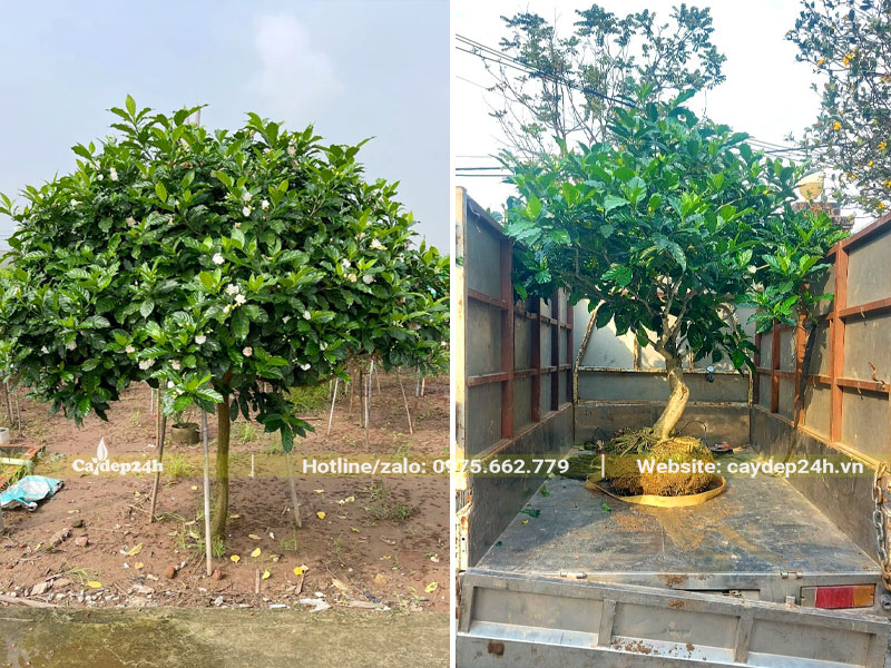 Bứng và vận chuyển cây Ngọc Bút cao gần 2m cho khách