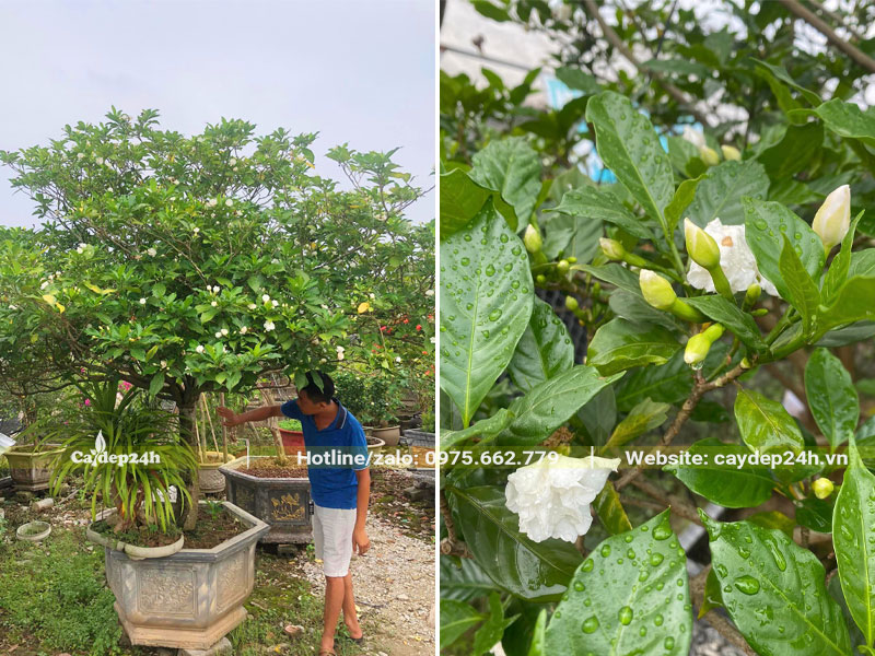Trồng cây Ngọc Bút trong chậu cảnh đặt trang trí trước nhà