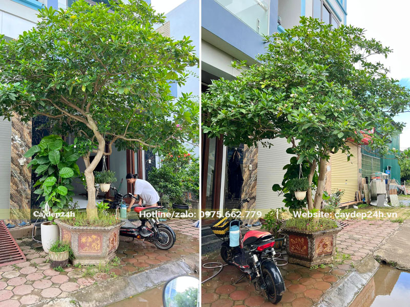 Chậu cây Ngọc Bút cao hơn 2m trồng trước nhà phố