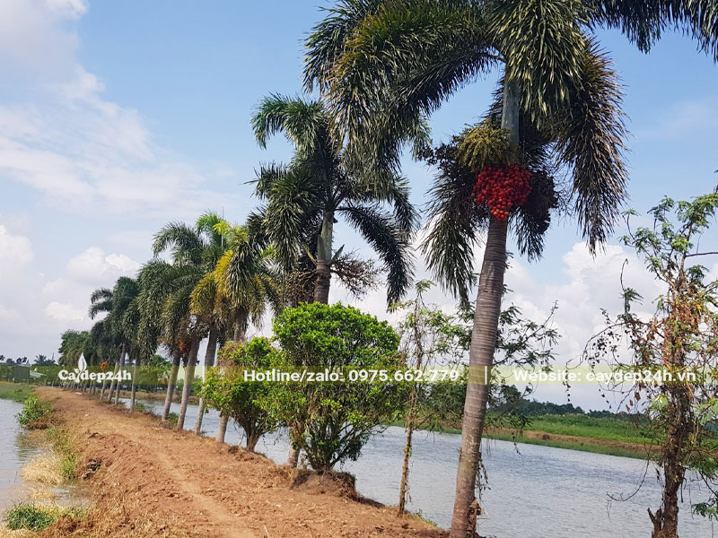 Hàng cây Cau Đuôi Chồn cao 4m, trồng ven theo bờ hồ