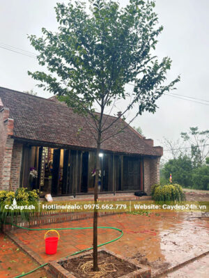 Trồng cây thị cao hơn 2m trước nhà thờ họ