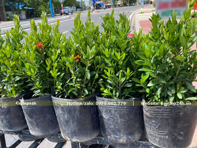 Hàng chục bầu cây Trang Đỏ cao 20 - 25cm để trồng viền vỉa hè 