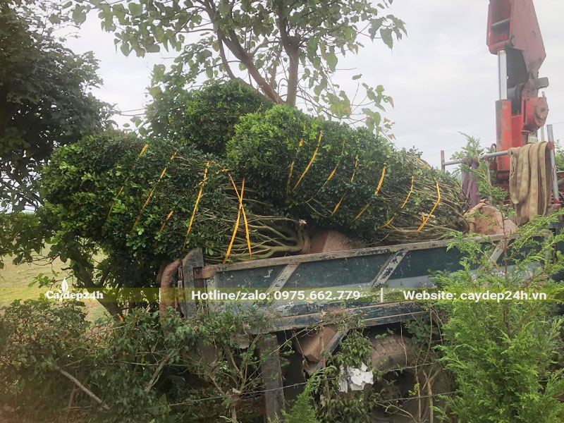 Ngâu công trình lâu năm mới bứng và xếp lên xe