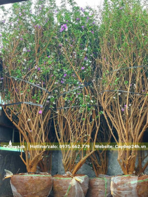 Cây Nhài Nhật bứng nóng đang xếp lên xe tải