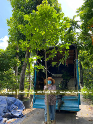Xếp những cây Thị cao 3m lên thùng xe tải