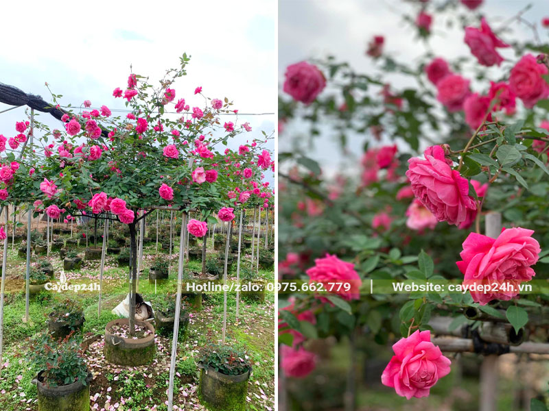 Hình ảnh cây hoa hồng cổ Sapa nở rộ hoa