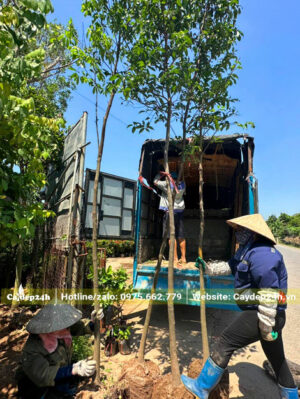 Xếp những cây thị nhỏ, đường kính gốc 5 - 8cm lên thùng xe