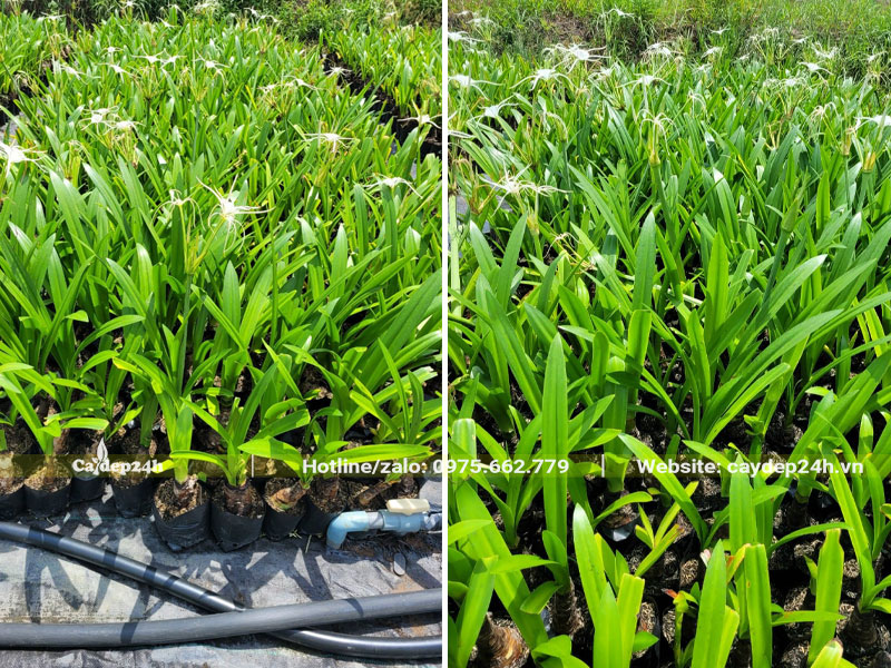 Vườn cây Bạch Trinh Biển  cao 50cm, đang ra hoa