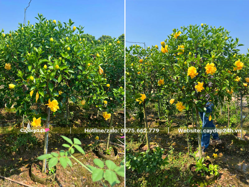 Vường trồng và nuôi dường hàng ngàn cây hoa dâm Bụt vàng