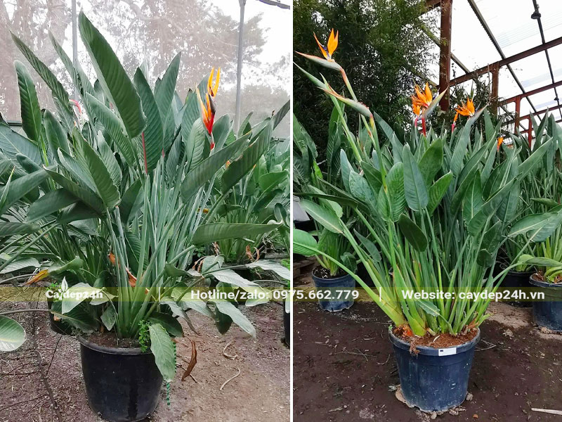 Những bụi cây hoa Thiên Điểu lớn trồng chậu, đang ra hoa