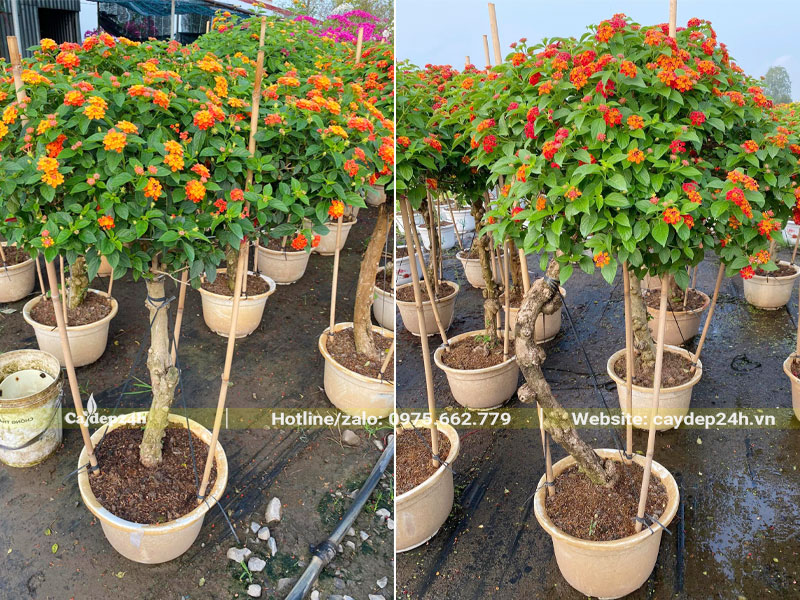 Những chậu hoa Ngũ Sắc vàng, cam, đỏ thoát thân 0.8 - 1m