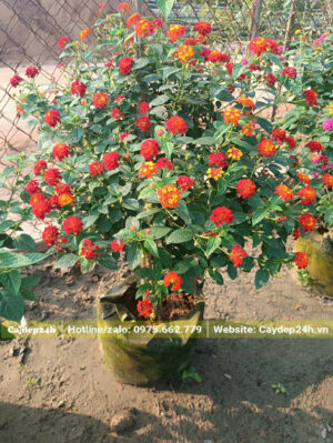 Cây hoa Trâm Ổi trưởng thành, sẵn hoa, chiều cao khoảng 60 - 70cm