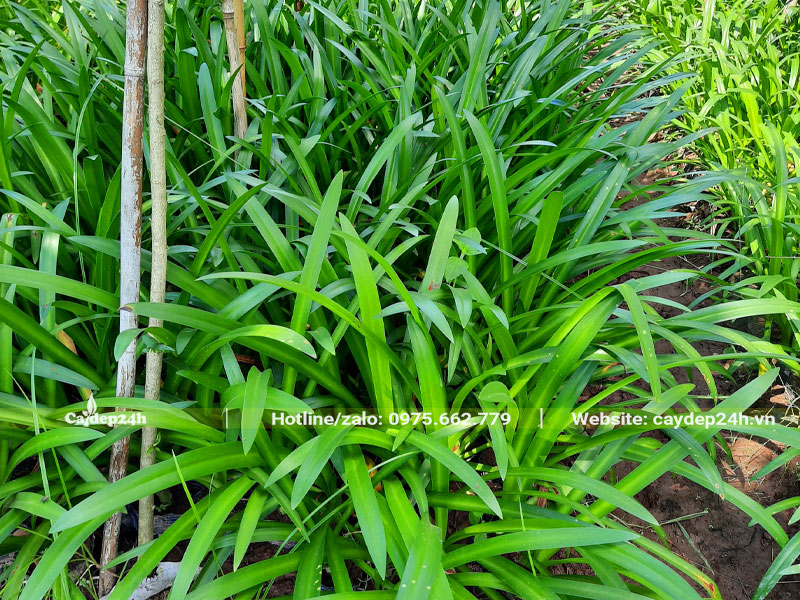 Vườn cây hoa Bạch Trinh Biển trường thành, lá xanh mướt. bóng mịn
