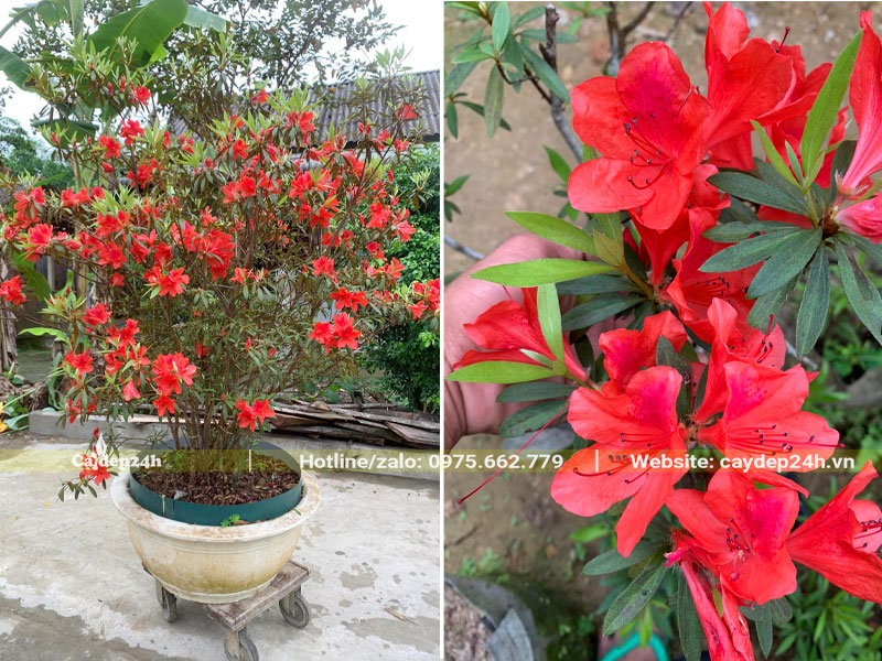 Cây hoa Đỗ Quyên với sang chậu, hoa màu đỏ vô cùng nổi bật