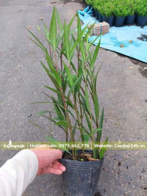 Hàng chưa ra hoa, chiều cao khoảng 35 - 40cm