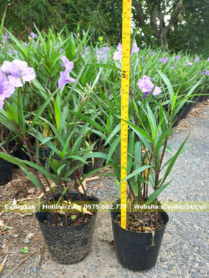 Cây Chiều Tím đạt chiều cao 35 - 40cm đang ra hoa