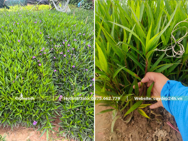 Những luống trồng cây hoa Chiều Tím từ nhỏ, chiều cao 20 - 25cm