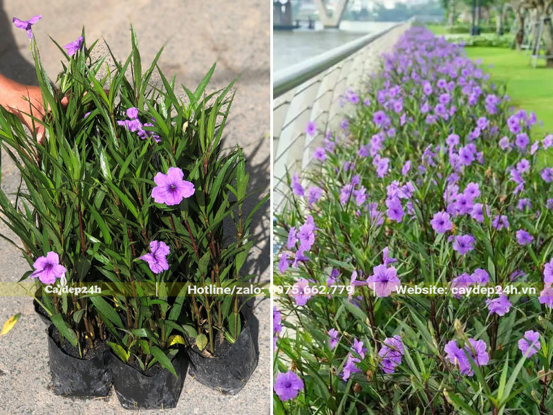 Cây Chiều Tím trồng viền quanh hồ nước trong công viên