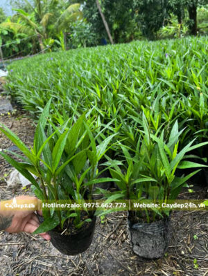 Bầu cây con chiều Tím cao 15 - 20cm