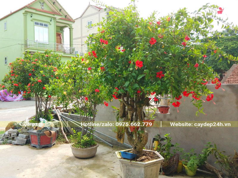 Cây Dâm Bụt cổ thụ trồng trong chậu cảnh trang trí trước sân nhà