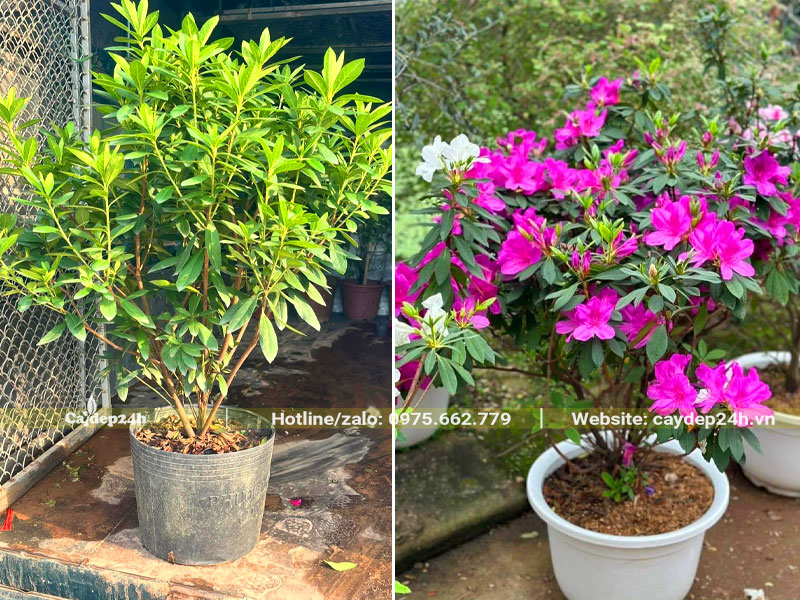 Chậu cây hoa Đỗ Quyên tím cao 45 - 50cm