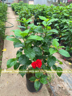 Cây nhỏ, chiều cao khoảng 40cm, hoa đỏ kép