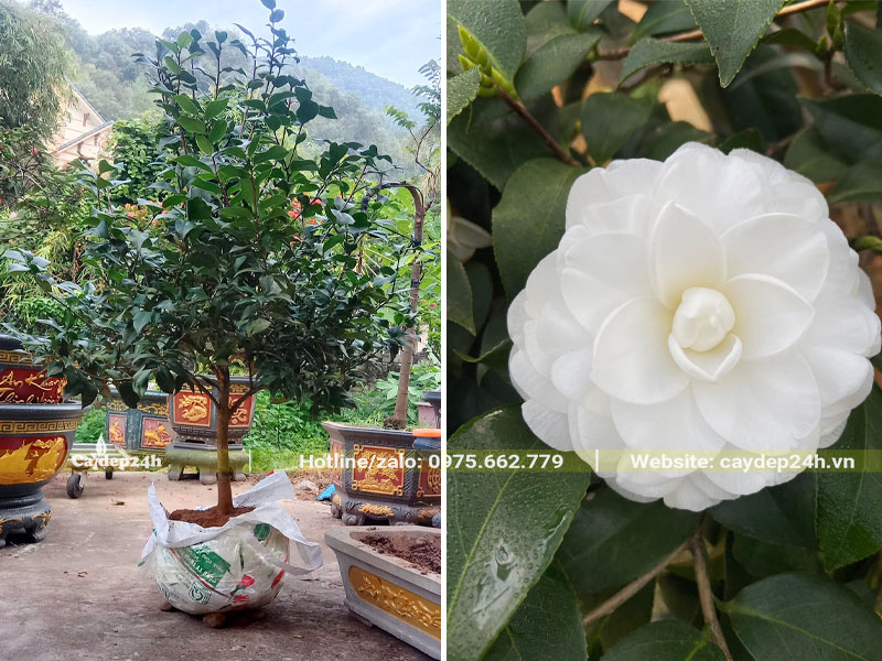 Trồng cây Bạch Trà vô nhụy cao 1m5