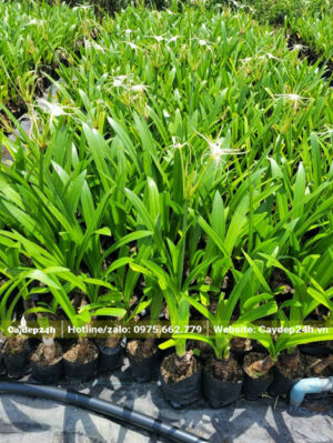 Cây trồng từ củ, chiều cao khoảng 50cm, đang nở hoa