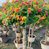 Cây hoa Ngũ Sắc đẹp, thân tree, thoát thân cao 70cm