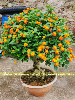 Ngũ Sắc bonsai chiều cao khoảng 60cm