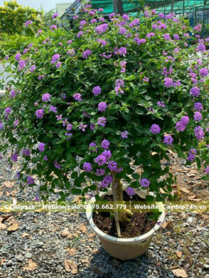 Chậu cây hoa tím cao 1m, đường kính tán 80cm
