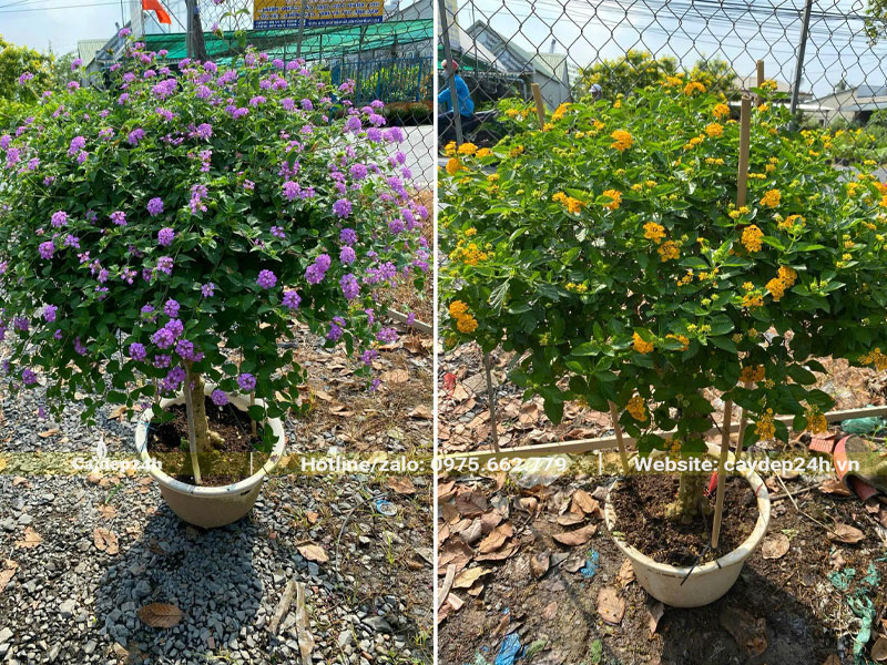 Những chậu cây hoa Ngũ Sắc một màu cao 1m5