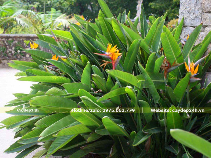 Hàng cây trồng viền có lá sum suê, xanh tốt