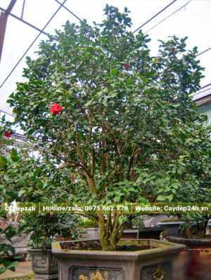 Cây hoa trà cổ thụ trồng trong chậu cảnh, đường kính tán 2m