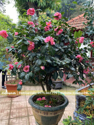 Chậu cây trà hồng cổ lâu năm, đường kính gốc 8cm
