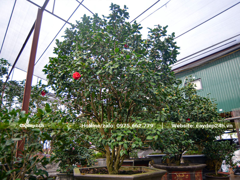 Chậu hoa trà cổ thụ, cao hơn 2m, đường kính gốc 10cm