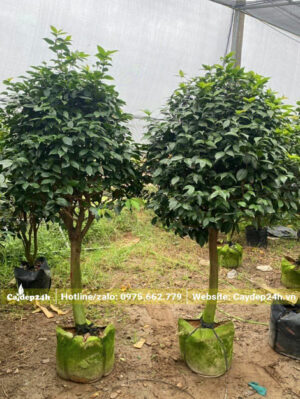 Cặp cây hoa trà mỹ cao gần 2m, thoát thân 70 - 80cm