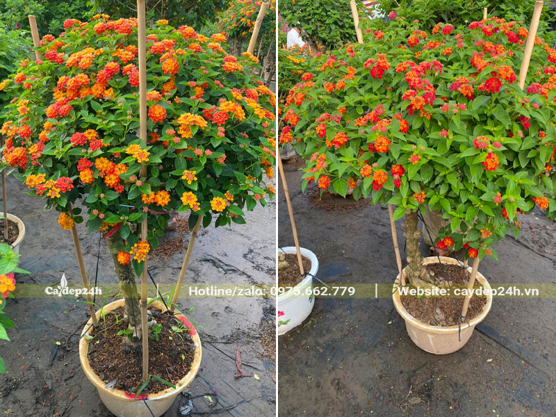 Nhà vườn dưỡng cây hoa Ngũ Sắc lâu năm, chiều cao 1.2 - 1.5m