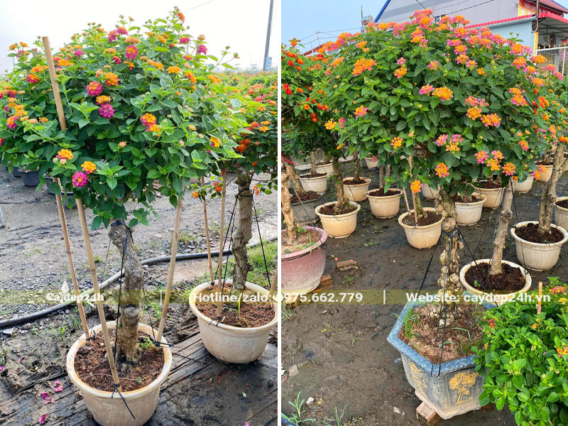 Những chậu cây hoa Ngũ Sắc thoát thân từ 60, hoa màu cam đỏ rực rỡ