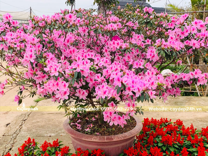 Chậu cây hoa Đỗ Quyên hồng đang nở hoa siêu đẹp