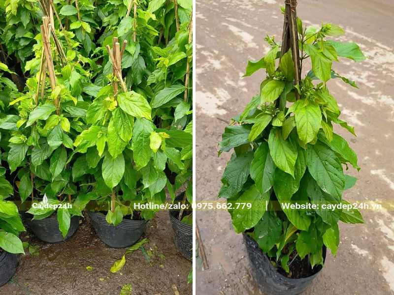 Cây hoa Sử Quân Tử giống cao 40 - 50cm