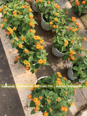Cây con, chiều cao 30 - 35cm trồng sẵn trong chậu nhỏ