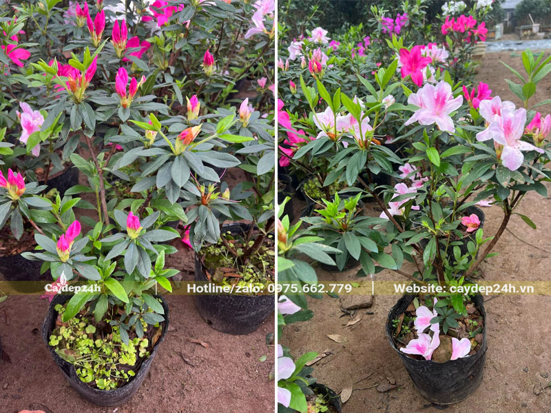 Vườn cây hoa Đỗ Quyên nhỏ, chiều cao 40cm, sẵn hoa
