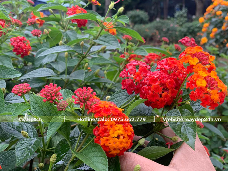 Kiểm tra sức khỏe cho cây hoa Ngũ Sắc đang ra hoa