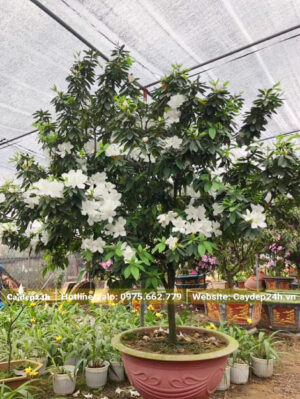 Cây Đỗ Quyên hoa trắng cao gần 3m