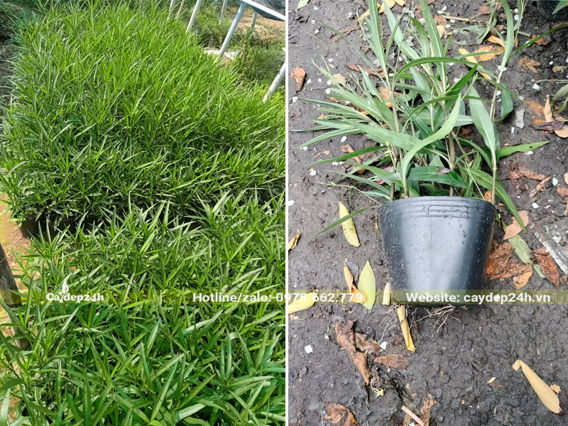 Hàng trăm bầu cây Chiều Tím cao 25cm