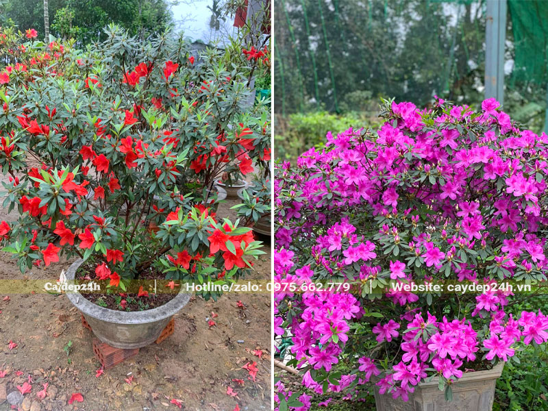 Những chậu Đỗ Quyên ta hoa đỏ và tím
