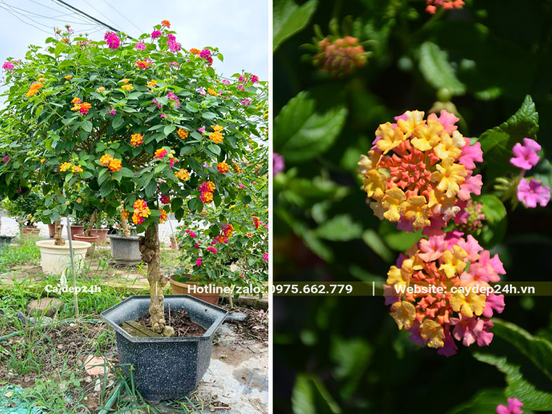 Ngũ Sắc thoát thân 70cm, bắt đầu ra hoa