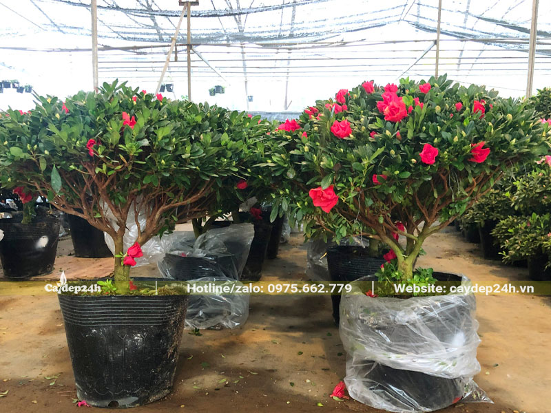 Vườn dưỡng cả nghìn cây Đỗ Quyên đỏ chiều cao 50 - 70cm