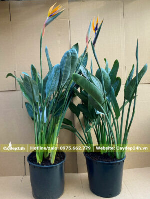 Đóng gói những chậu cây hoa Thiên Điểu nhỏ chiều cao 50cm